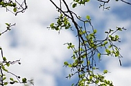 Blue sky, white cloud