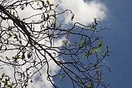 Blue sky, white cloud