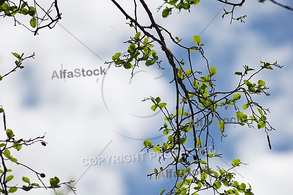 Blue sky, white cloud