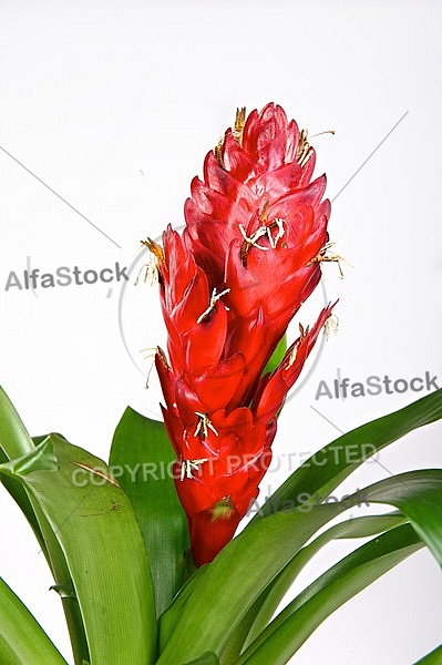 Bromeliaceae, Bromelia