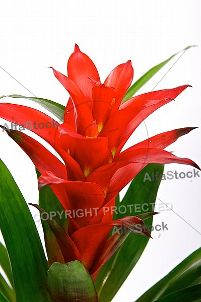 Bromeliaceae, Bromelia