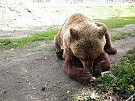 Brown bear