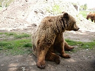 Brown bear