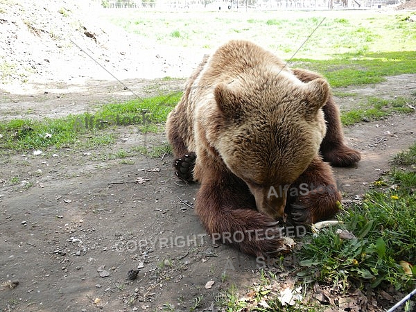 Brown bear