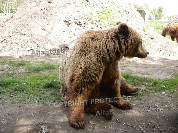 Brown bear