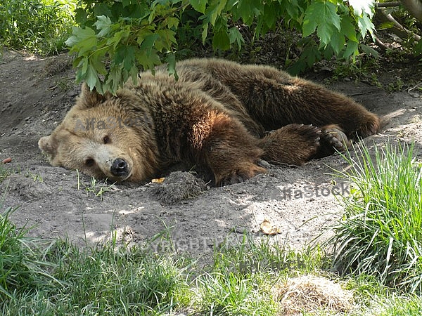 Brown bear