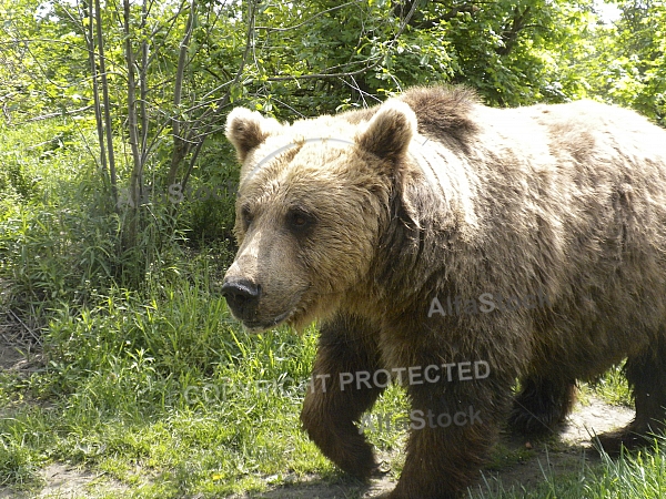 Brown bear