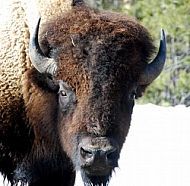 Buffalo