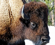 Buffalo