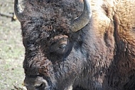 Buffalo