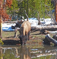 Buffalo