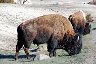 Buffalo