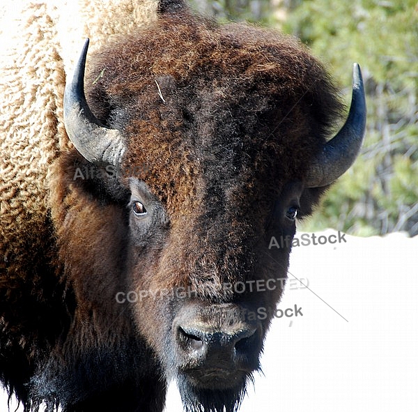 Buffalo