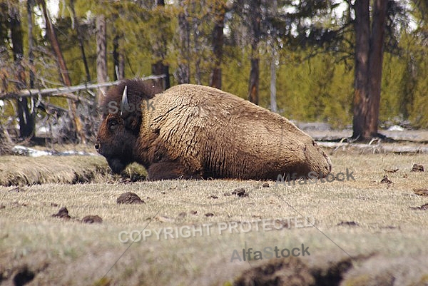 Buffalo