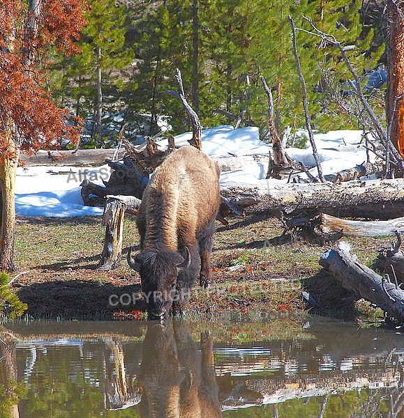 Buffalo