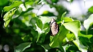 Butterfly,  Mainau in Lake Constance, Germany