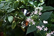 Butterfly,  Mainau in Lake Constance, Germany