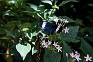 Butterfly,  Mainau in Lake Constance, Germany