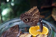 Butterfly,  Mainau in Lake Constance, Germany