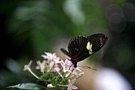 Butterfly,  Mainau in Lake Constance, Germany