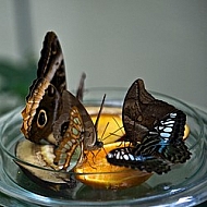 Butterfly,  Mainau in Lake Constance, Germany