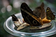 Butterfly,  Mainau in Lake Constance, Germany