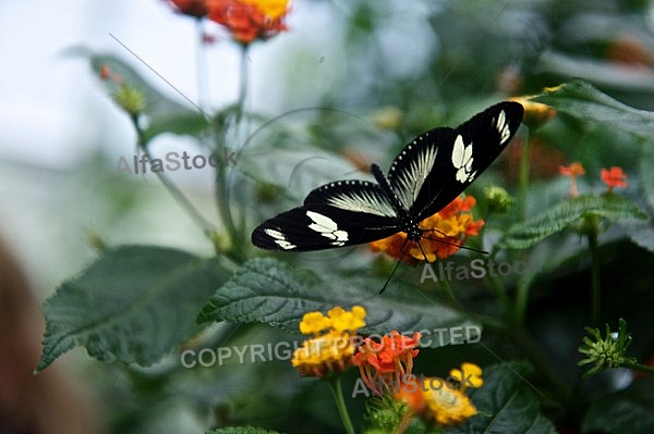 Butterfly,  Mainau in Lake Constance, Germany