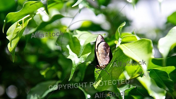 Butterfly,  Mainau in Lake Constance, Germany