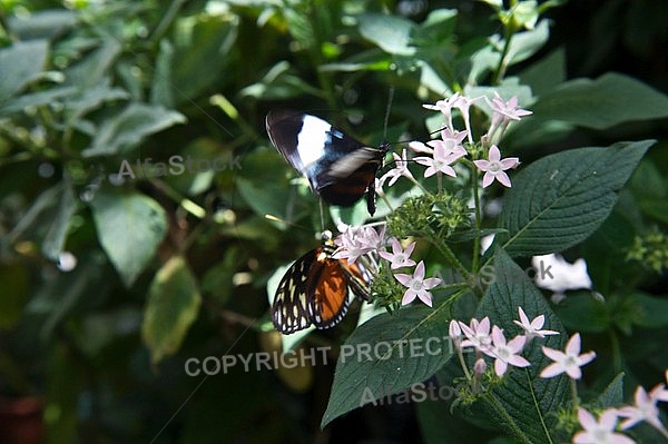 Butterfly,  Mainau in Lake Constance, Germany