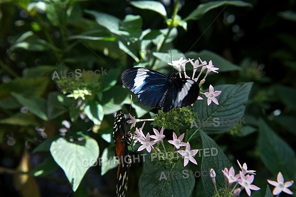 Butterfly,  Mainau in Lake Constance, Germany