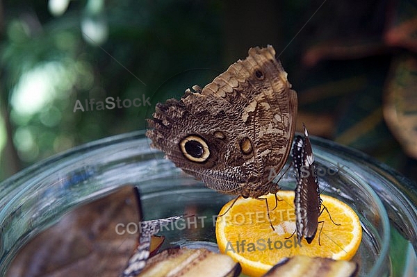 Butterfly,  Mainau in Lake Constance, Germany