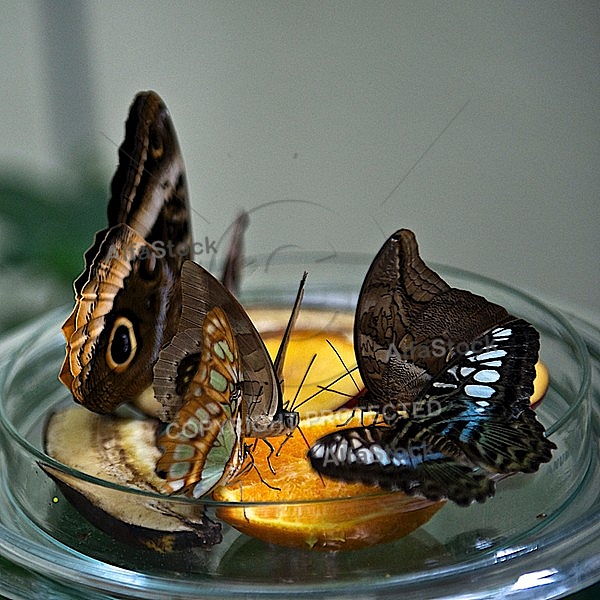 Butterfly,  Mainau in Lake Constance, Germany