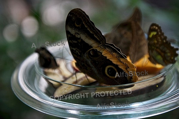 Butterfly,  Mainau in Lake Constance, Germany