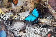 Butterfly, butterflyfarm