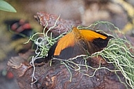 Butterfly, butterflyfarm