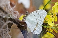 Butterfly, butterflyfarm