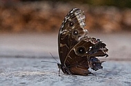 Butterfly, butterflyfarm