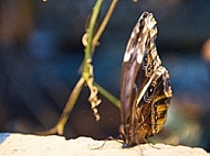 Butterfly, butterflyfarm