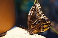 Butterfly, butterflyfarm