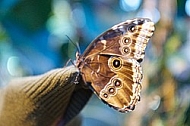 Butterfly, butterflyfarm