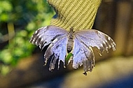 Butterfly, butterflyfarm