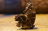 Butterfly, butterflyfarm