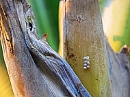 Butterfly, butterflyfarm