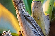 Butterfly, butterflyfarm