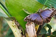 Butterfly, butterflyfarm