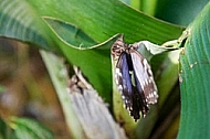 Butterfly, butterflyfarm