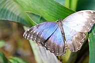 Butterfly, butterflyfarm