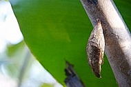 Butterfly, butterflyfarm