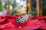 Butterfly, butterflyfarm