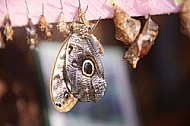 Butterfly, butterflyfarm